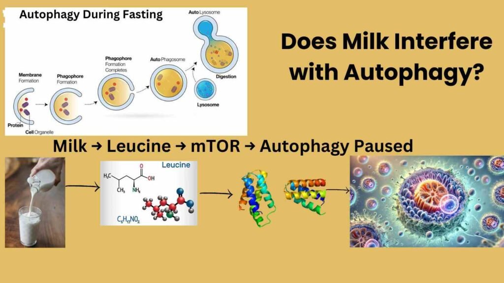 Image about Autophagy changes