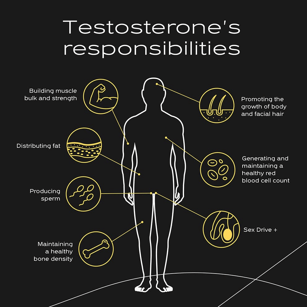 Testosterone's responsibilities