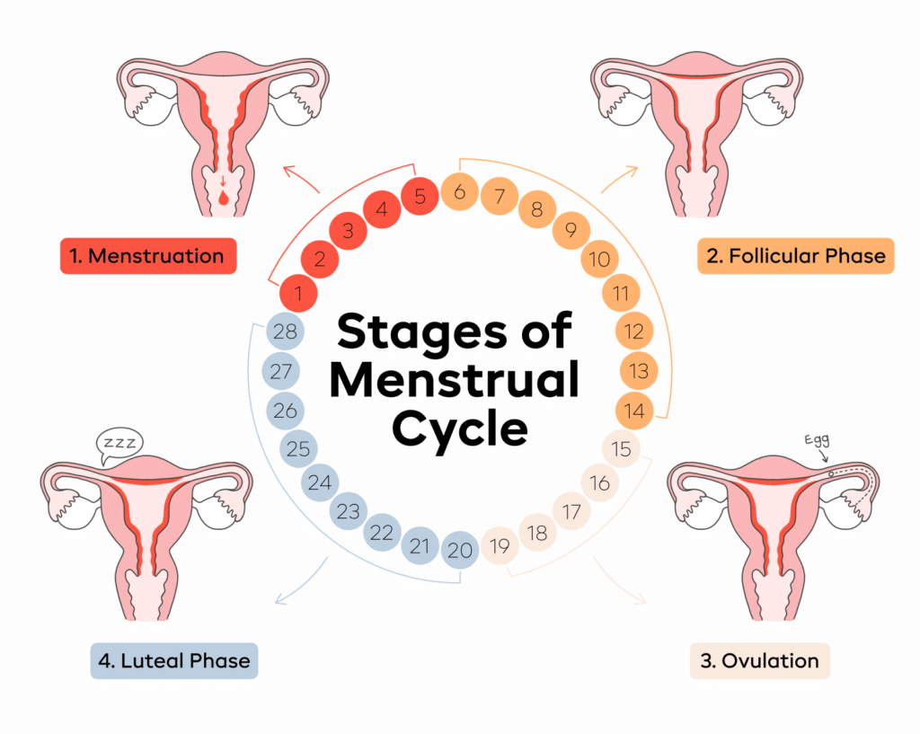 stages of Menstrual cycle