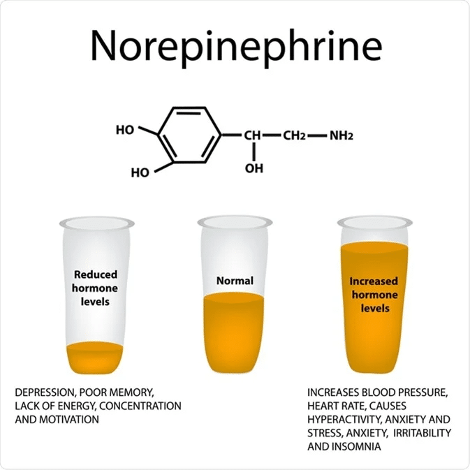 Hormone norepinephrine