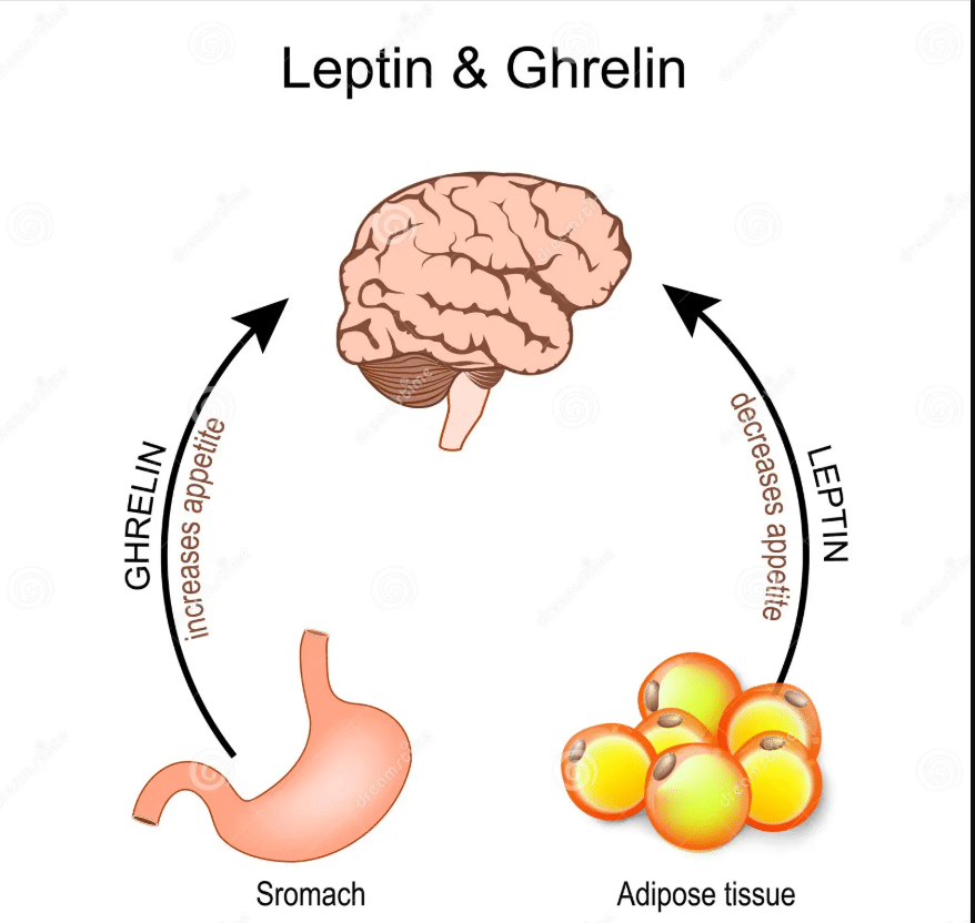  Ghrelin and Leptin