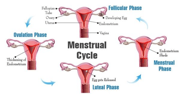Image of menstrual cycle