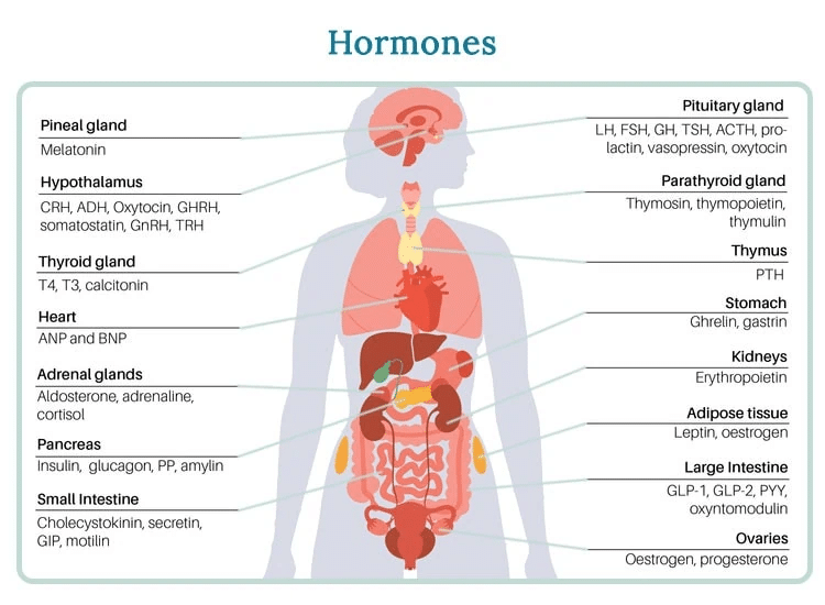 image of female hormones