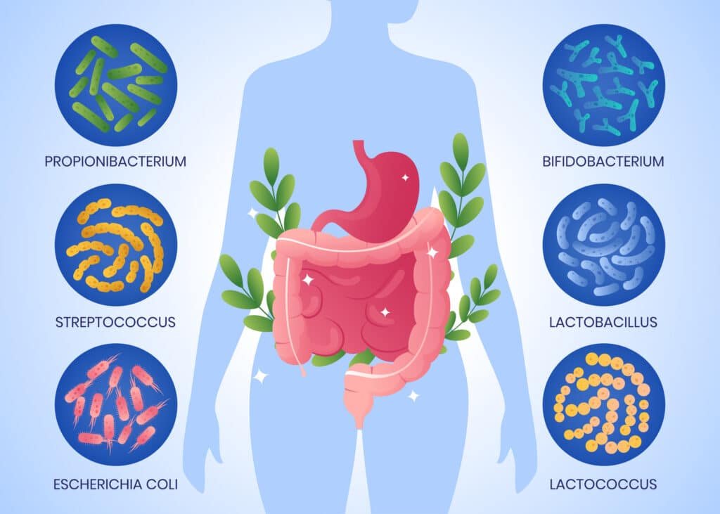 Gut Health & Microbiota